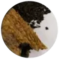Dry leaf of Ku gua cha