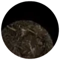 Dry leaf of Old man