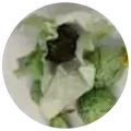 Dry leaf of Shen Jingmai gu shu (s)
