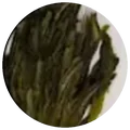 Dry leaf of Thai pin