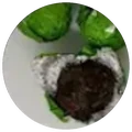 Dry leaf of White tea ball with mint