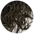 Dry leaf of Xi gui